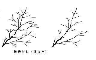 剪定の対象となる枝と剪定方法