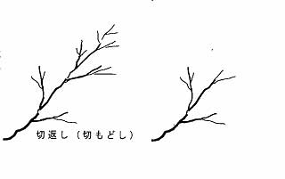 剪定の対象となる枝と剪定方法