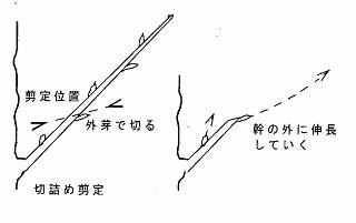 剪定の対象となる枝と剪定方法