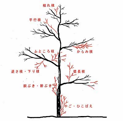 剪定の対象となる枝と剪定方法